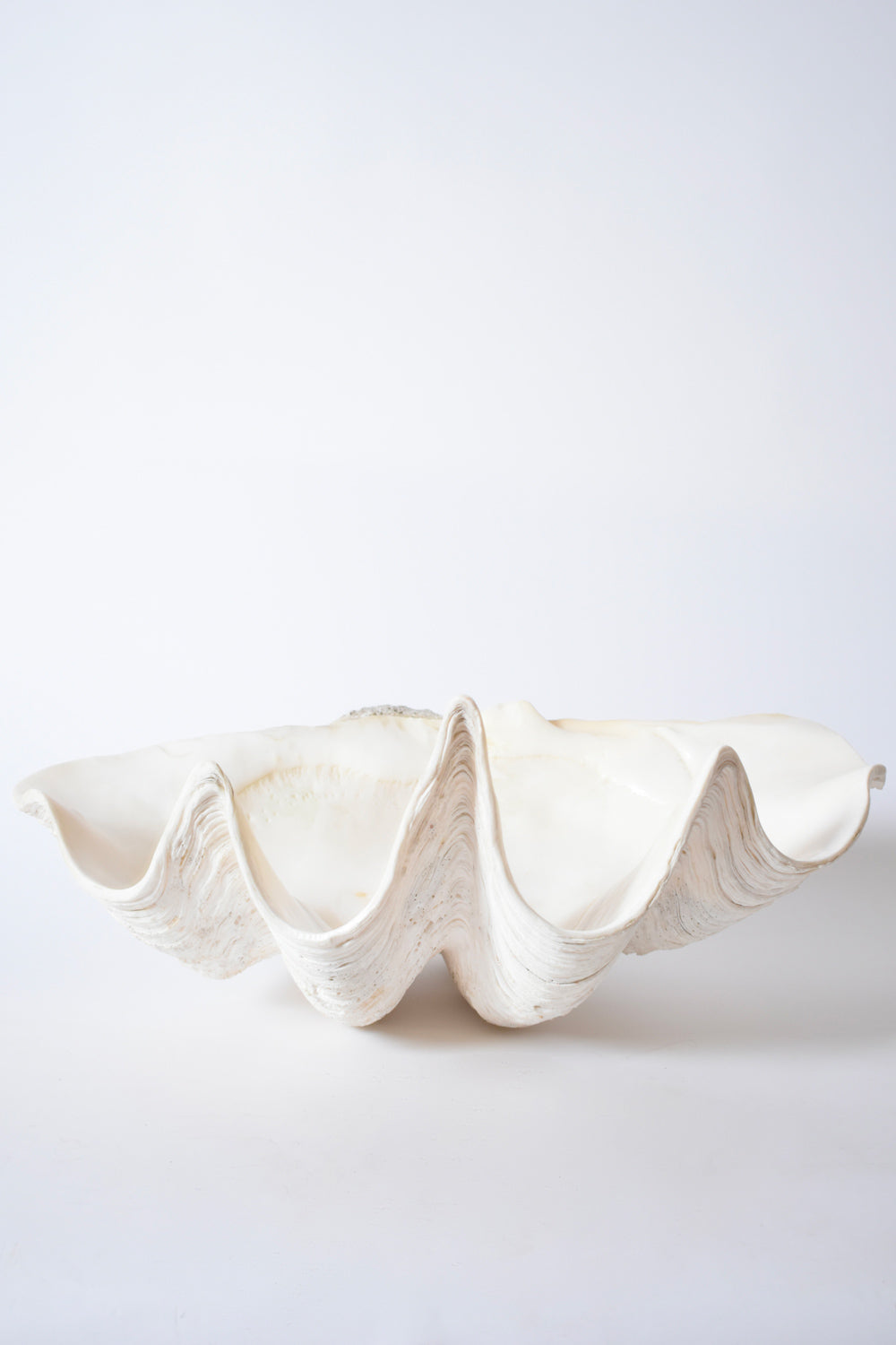 Seashell forming a giant clam, 1960s