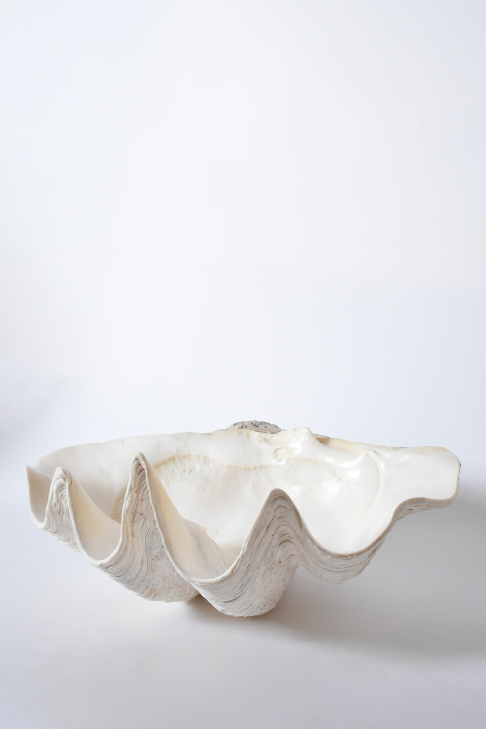 Seashell forming a giant clam, 1960s