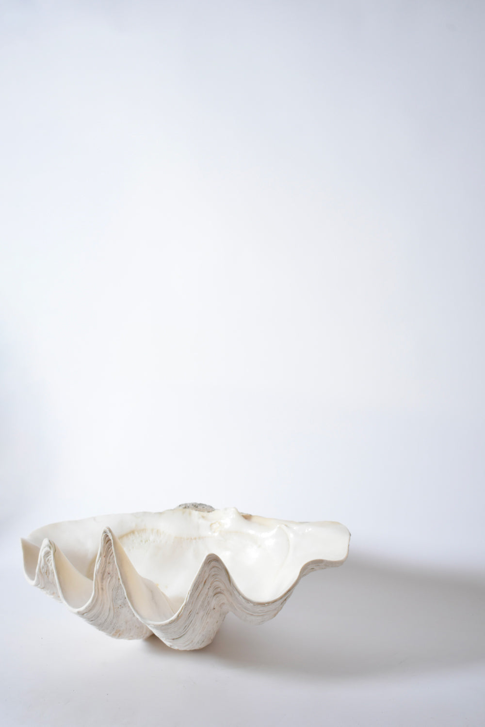 Seashell forming a giant clam, 1960s