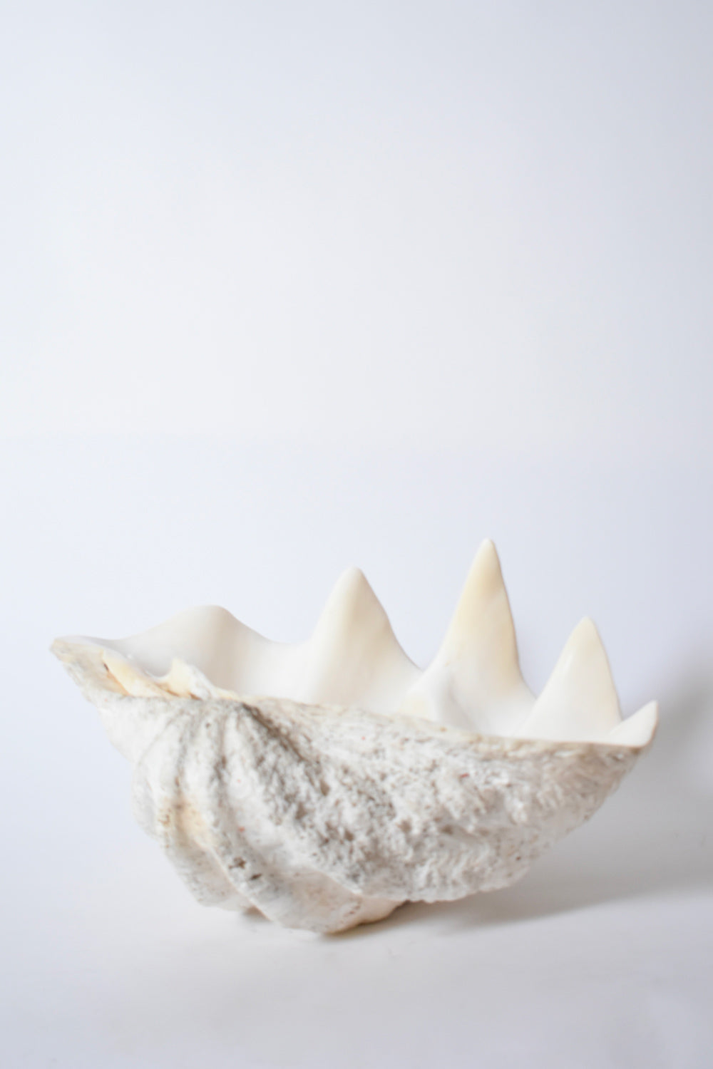 Seashell forming a giant clam, 1960s