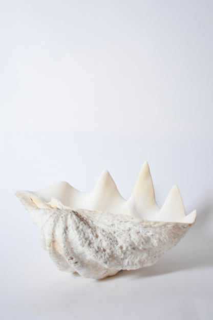 Seashell forming a giant clam, 1960s