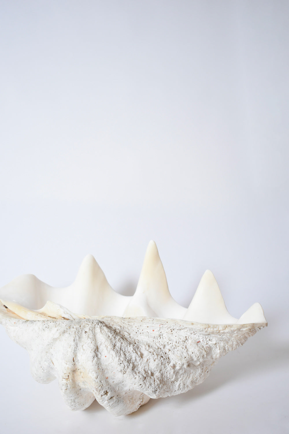 Seashell forming a giant clam, 1960s