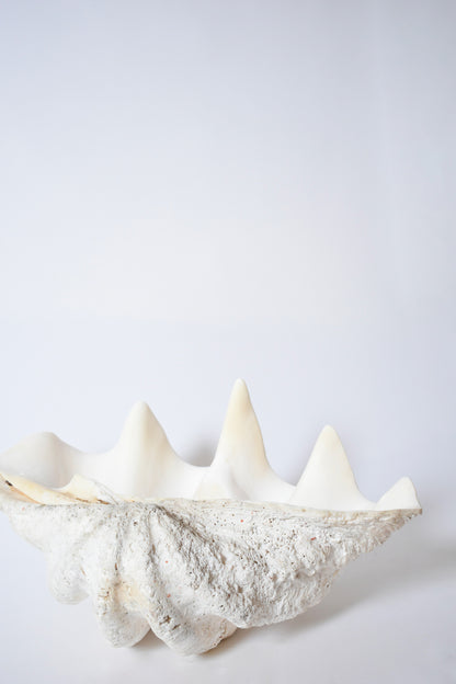 Seashell forming a giant clam, 1960s